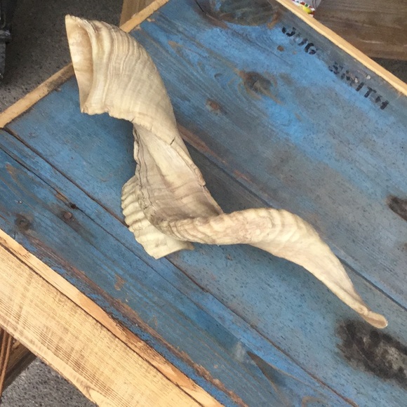 Accents Vintage Antique Estate Taxidermy Horn Cabin Decor Man Cave